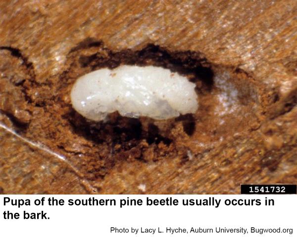 Southern pine beetle pupa
